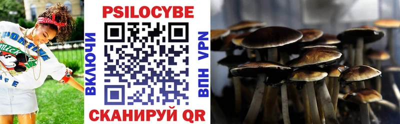 где можно купить   Калач  Галлюциногенные грибы Psilocybine cubensis 